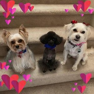 Meet your Posher, Debbie